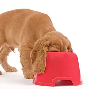 Dog - Cocker Spaniel - puppy with head in feeding bowl