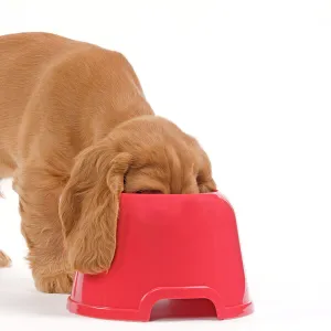 Dog - Cocker Spaniel - puppy with head in feeding bowl