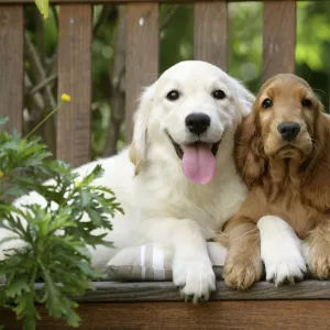 Dog - Cocker Spaniel sitting on bench with Golden Retriever puppy