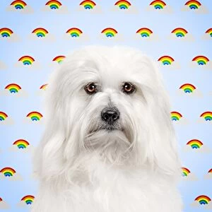 Dog - Coton de Tulear looking sad with rainbow &