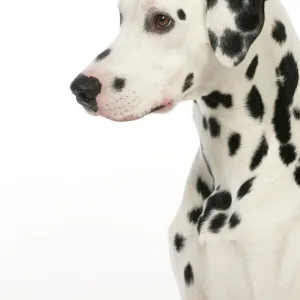 DOG - Dalmatian (head shot)