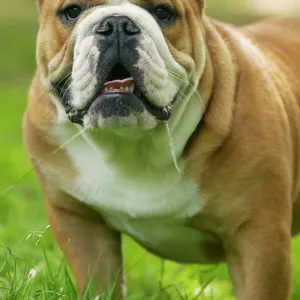 Dog - English Bulldog