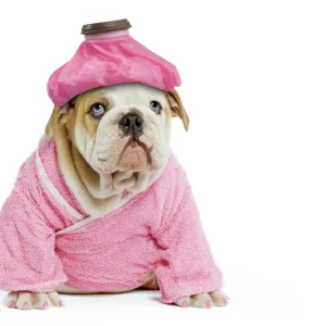 Dog - English Bulldog - puppy dressed up in pink dressing gown with ice pack / cold compress & painted nails. Digital Manipulation: Ice pack (LA), one eye to blue, pink nails, extended dressing gown to cover tummy