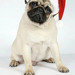 DOG. Fawn pug - wearing Christmas hat Digital Manipulation: Hat JD