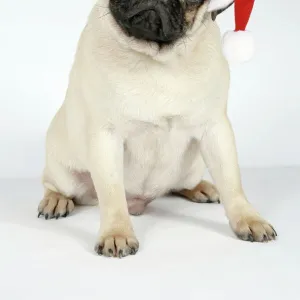 DOG. Fawn pug - wearing Christmas hat Digital Manipulation: Hat JD