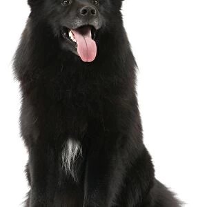 Pastoral Collection: Finnish Lapphund