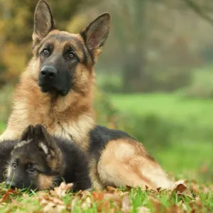 Dog - German Shepherd - adult with puppy