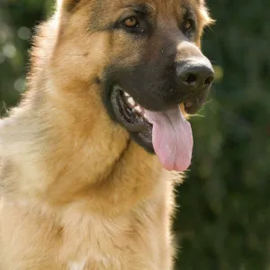 Dog - German Shepherd / Alsation