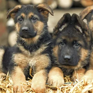 Dog - German Shepherd - three puppies