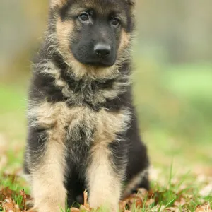 Dog - German Shepherd puppy