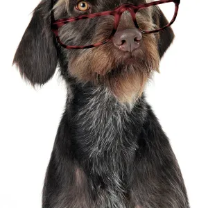 Dog. German Wire-Haired Pointer with hat & glasses on Digital Manipulation: Glasses JD