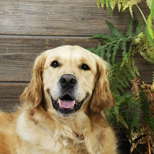 DOG. Golden retriever sitting in leaves