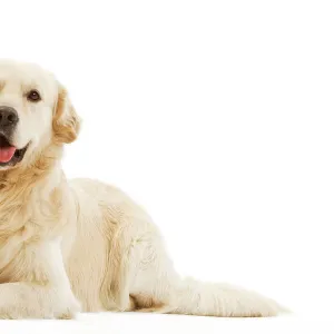 Dog - Golden retriever in studio