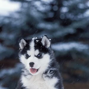 DOG - husky puppy sitting in snow