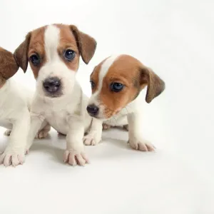 DOG - Jack Russel Terrier, three puppies