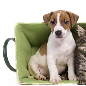 Dog - Jack Russell Terrier puppy with Norwegian Forest Cat kitten sitting in basket