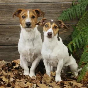 ABAKUHAUS Tovaglia Rettangolare Jack Russell 140x240 Cm, Impermeabile E Antimacchia