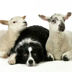 Perro y cordero; Collie de frontera sentado entre dos cabrillas cruzadas