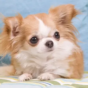 Dog - Long-haired Chihuahua