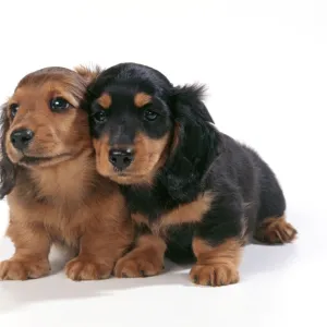 Dog - Miniature Long-haired Dachshund - two puppies sitting down together