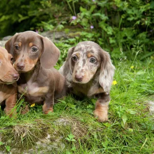 DOG - Miniature short haired dachshund puppies sitting in the garden (7 weeks)