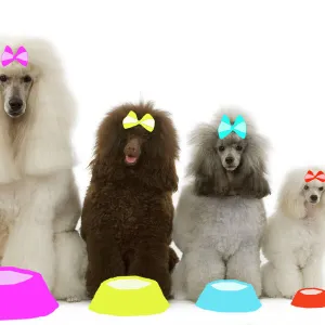 Dog - Poodles - Standard, Moyen, Minature / nain & toy wearing bows with dog bowls in studio