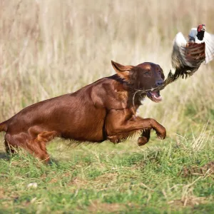 Dog - Red Setter / Irish Setter - chasing pheasant