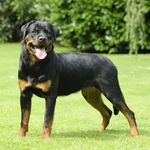 Dog - Rottweiler standing on grass