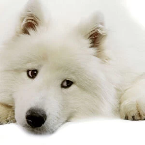 Pastoral Collection: Samoyed