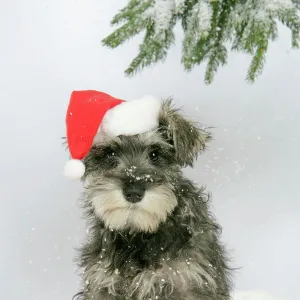 DOG. Schnauzer puppy in snow wearing hat