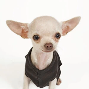 Dog - short-haired chihuahua in studio wearing t-shirt