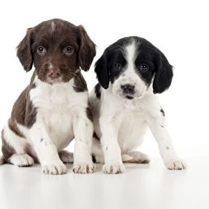 DOG - Springer Spaniel puppies sitting together