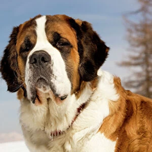 Working Photographic Print Collection: St Bernard