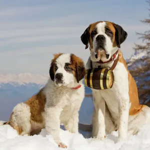 Dog - St Bernard - Mountain Resuce dog wearing barrel round neck in snowy mountain setting with puppy