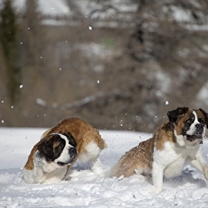 Dog - St. Bernard running in snow