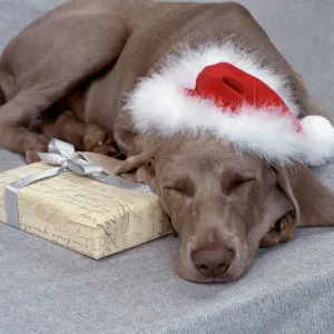 Perro Viznaga perro durmiendo con gorra de Navidad encima