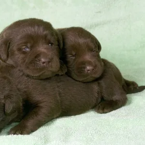 Dogs - Chocolate Labrador - Puppies lying down together