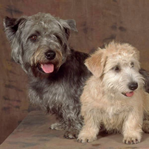 Dogs - Glen of Imaal Terrier Dog