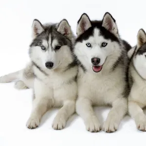 Dogs - Husky