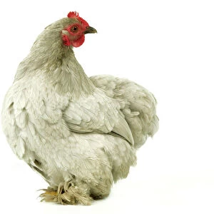 Chickens Collection: Bantam