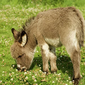 Donkey - foal in meadow grazing