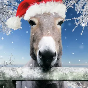 Santa