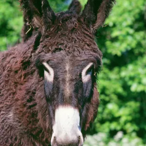 Donkey - Poitou breed France