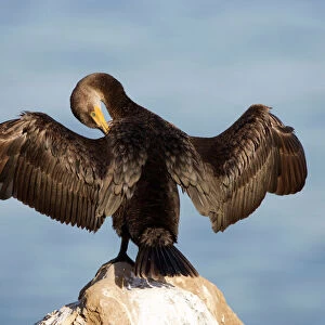 Cormorants Jigsaw Puzzle Collection: Double Crested Cormorant