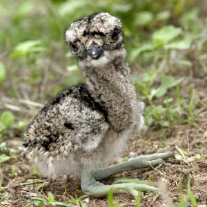 Double Strippd Thick Knee