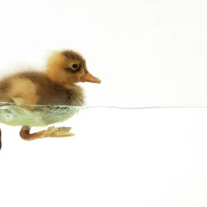 DUCK - Duckling swimming