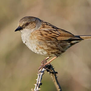 Passerines Collection: Accentors