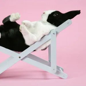 Dutch rabbit in a deckchair