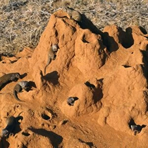 Dwarf Mongoose - in termite nest Kenya, Africa