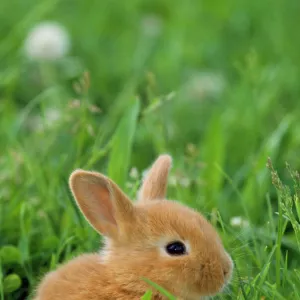 Dwarf Rabbit